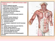 Мышцы груди и живота