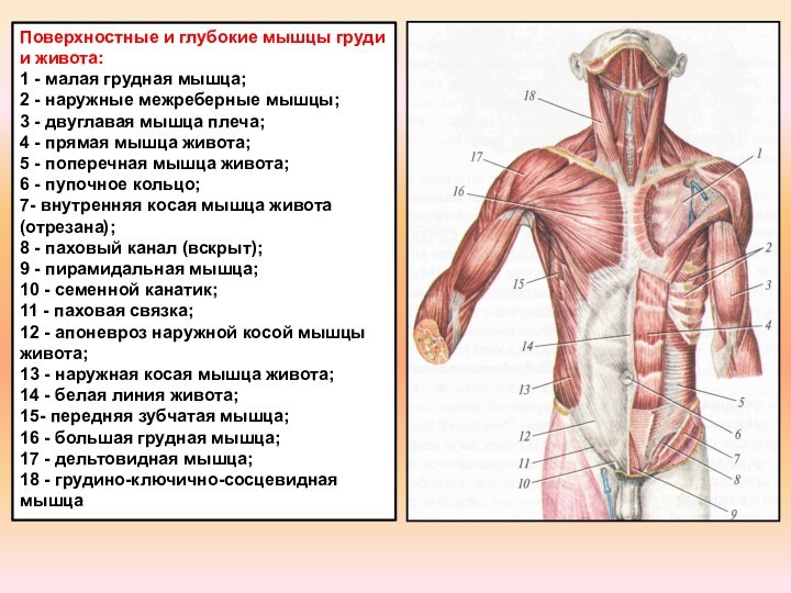 Мышцы живота рисунок анатомия