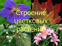 Строение цветковых растений