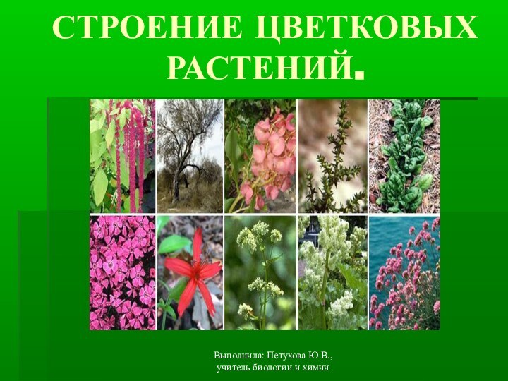 Выполнила: Петухова Ю.В., учитель биологии и химииСТРОЕНИЕ ЦВЕТКОВЫХ РАСТЕНИЙ.