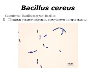 Bacillus cereus