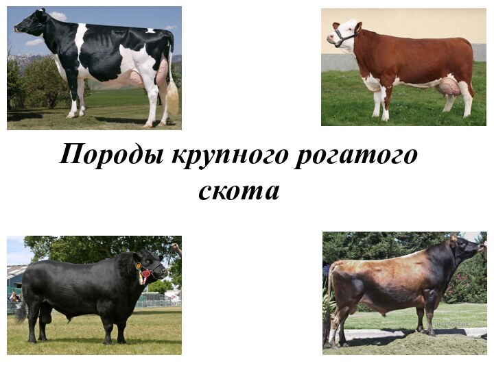Породы крупного рогатого скота