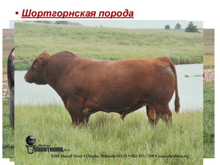 Шортгорнская породаЖивая масса:	коровы - 500 – 600 кг.,	быки 900 – 1000 кг.Убойный