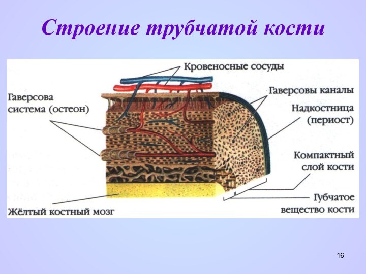 Строение трубчатой кости