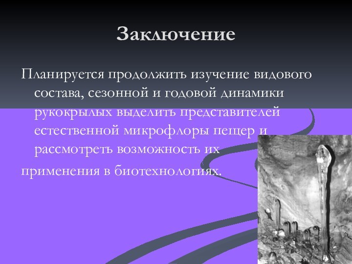 Заключение Планируется продолжить изучение видового состава, сезонной и годовой динамики рукокрылых выделить