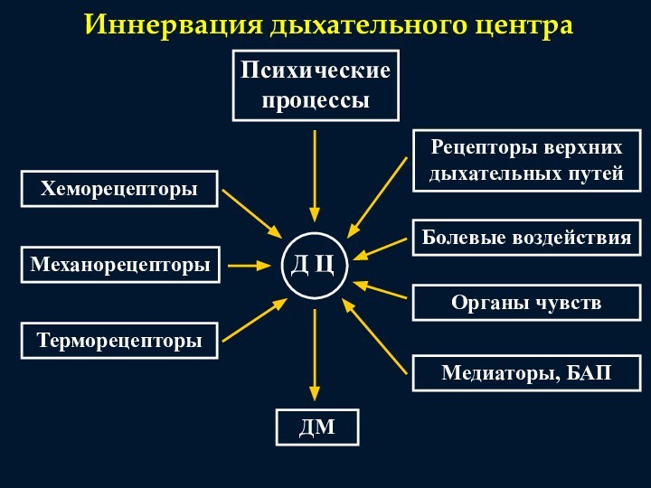 Иннервация дыхательного центраПсихическиепроцессыХеморецепторыМеханорецепторыТерморецепторыРецепторы верхнихдыхательных путейБолевые воздействияОрганы чувствМедиаторы, БАПДМД Ц