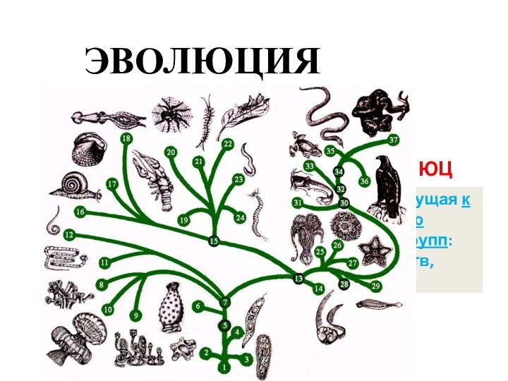 ЭВОЛЮЦИЯМИКРОЭВОЛЮЦИЯМАКРОЭВОЛЮЦИЯизменение популяций, ведущее к образованию новых видов или к изменению исходного вида,