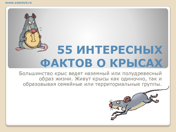 55 ИНТЕРЕСНЫХ ФАКТОВ О КРЫСАХБольшинство крыс ведет наземный или полудревесный образ жизни.