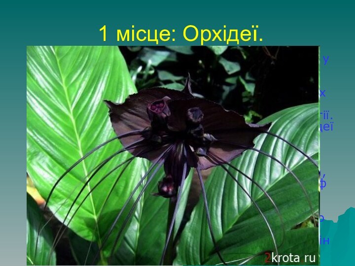 1 місце: Орхідеї.Сімейство цих рослин - одне з найчисленніших у світі. Воно