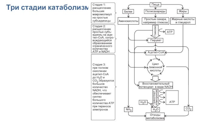 Три стадии катаболизма