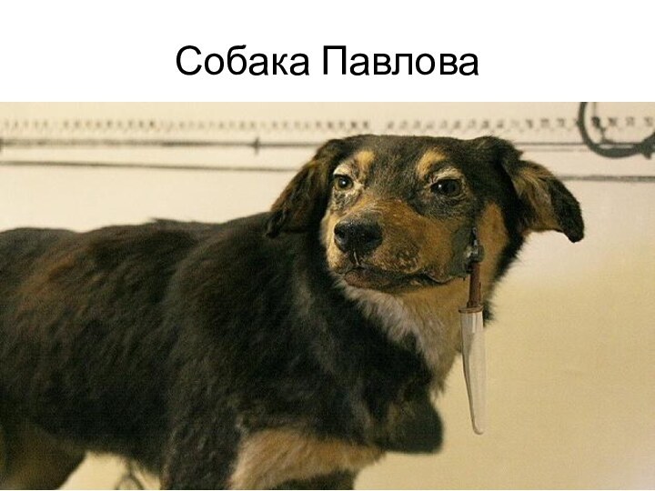 Собака Павлова