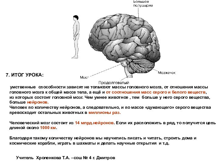 7. ИТОГ УРОКА:  умственные способности зависят не только от массы головного