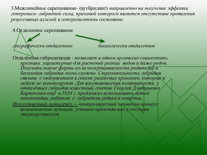 3.Межлинейное скрещивание- (аутбридинг) направленно на получение эффекта гетерозиса- гибридной силы, причиной которого