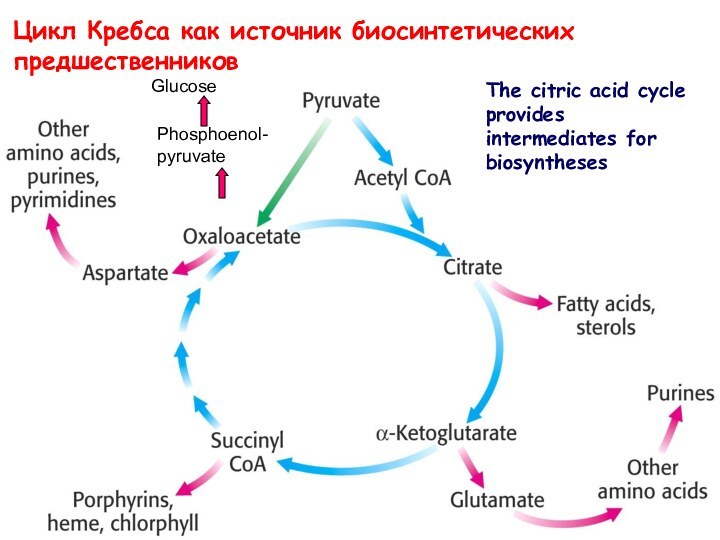 Цикл Кребса как источник биосинтетических предшественниковThe citric acid cycle provides intermediates for biosyntheses