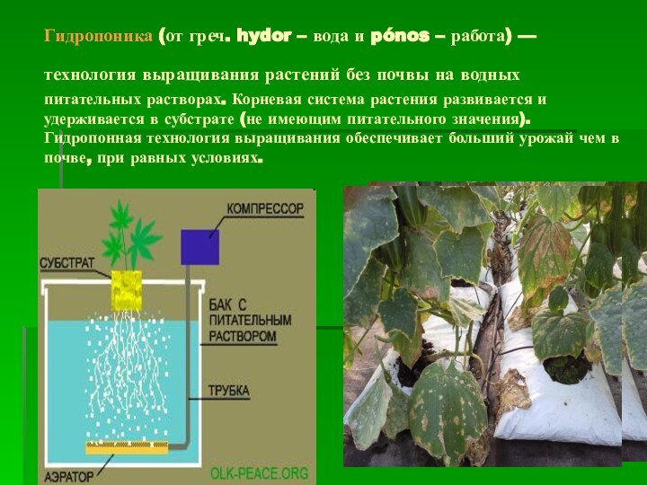 Гидропоника (от греч. hydor – вода и pónos – работа) — технология