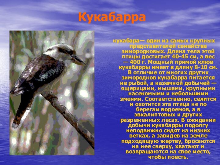 Кукабарракукабара— один из самых крупных представителей семейства зимородковых. Длина тела этой птицы
