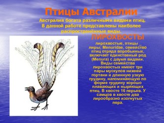 Птицы Австралии