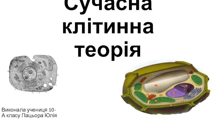 Сучасна клітинна теорія Виконала учениця 10-А класу Пацьора Юлія