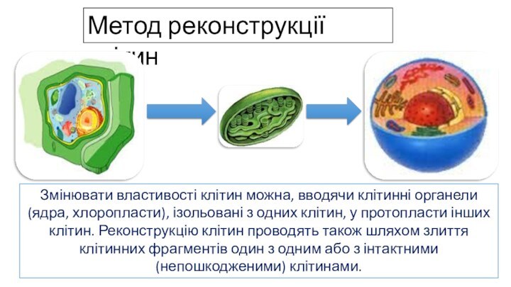 Метод реконструкції клітинЗмінювати властивості клітин можна, вводячи клітинні органели (ядра, хлоропласти), ізольовані