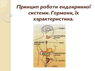 Принцип роботи ендокринної системи. Гормони, їх характеристика.