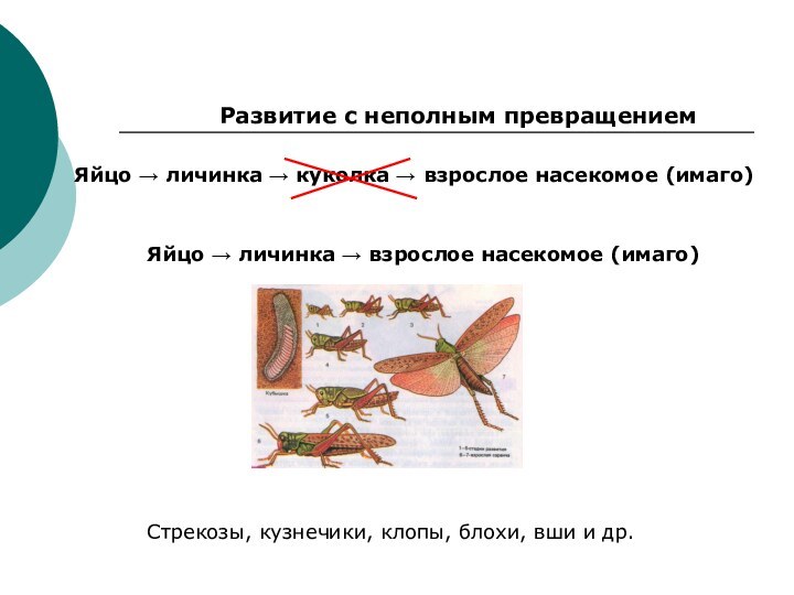 Развитие с неполным превращениемЯйцо → личинка → куколка → взрослое насекомое (имаго)Яйцо