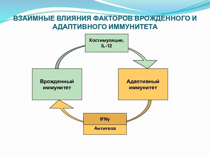 ВЗАИМНЫЕ ВЛИЯНИЯ ФАКТОРОВ ВРОЖДЕННОГО И АДАПТИВНОГО ИММУНИТЕТА ВрожденныйиммунитетАдаптивныйиммунитетКостимуляция,IL-12АнтителаIFNγ