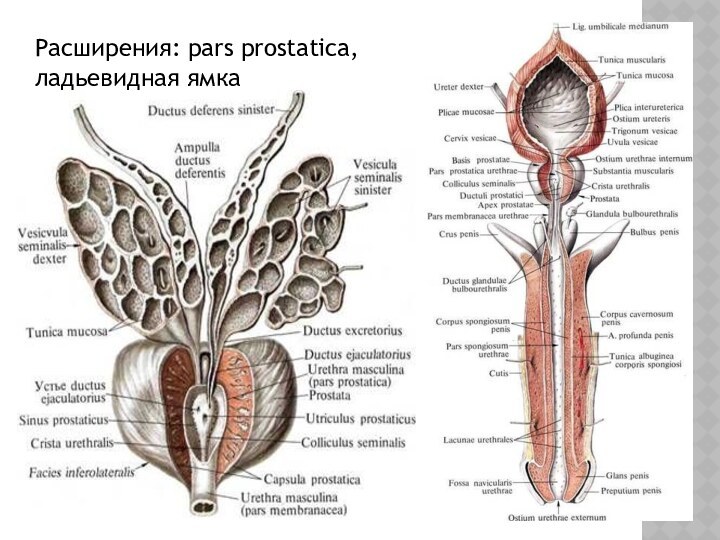 Расширения: pars prostatica,ладьевидная ямка