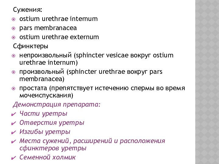 Cужения:ostium urethrae internumpars membranaceaostium urethrae externumСфинктерынепроизвольный (sphincter vesicae вокруг ostium urethrae