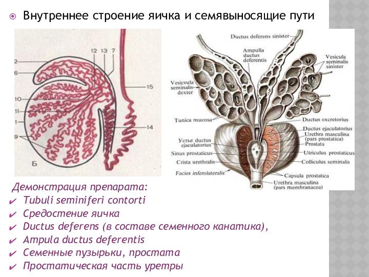 Внутреннее строение яичка и семявыносящие путиДемонстрация препарата:Tubuli seminiferi contortiСредостение яичкаDuctus deferens