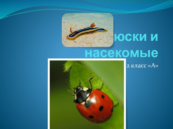 Моллюски и насекомыеГончарова Дарья 2 класс «А»