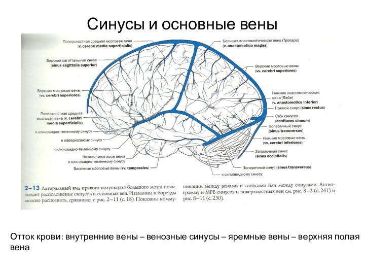 Синусы и основные веныОтток крови: внутренние вены – венозные синусы – яремные