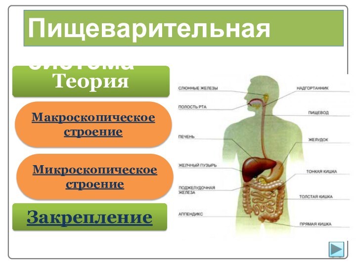 Небо пищеварительная система. Пищеварительная система фон для презентации. Мир природы и человека 2 класс- органы пищеварения презентация.