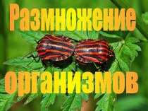 Размножение организмов