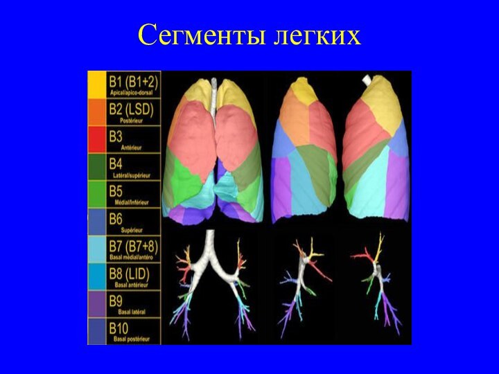 Сегменты легких