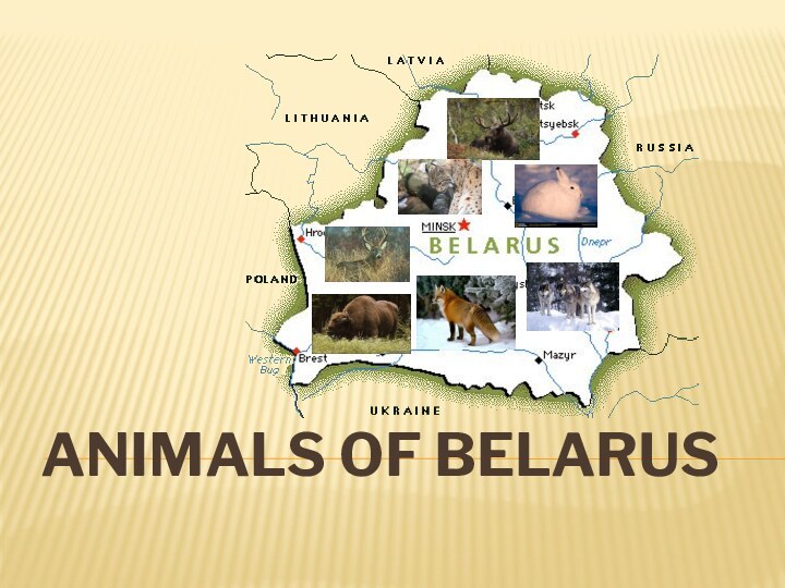 Animals of Belarus