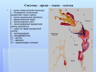 Система – орган – ткань – клетка