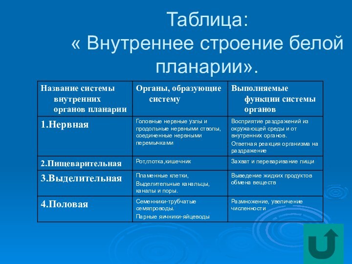 Таблица: « Внутреннее строение белой планарии».