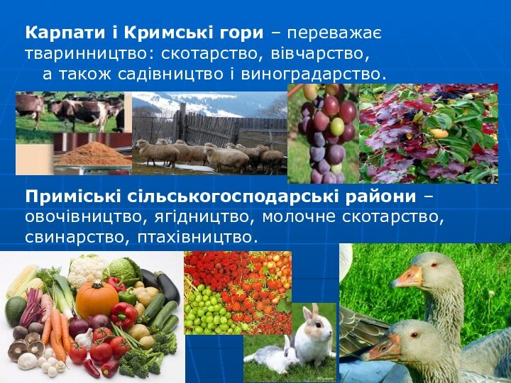 Карпати і Кримські гори – переважає тваринництво: скотарство, вівчарство,  а також