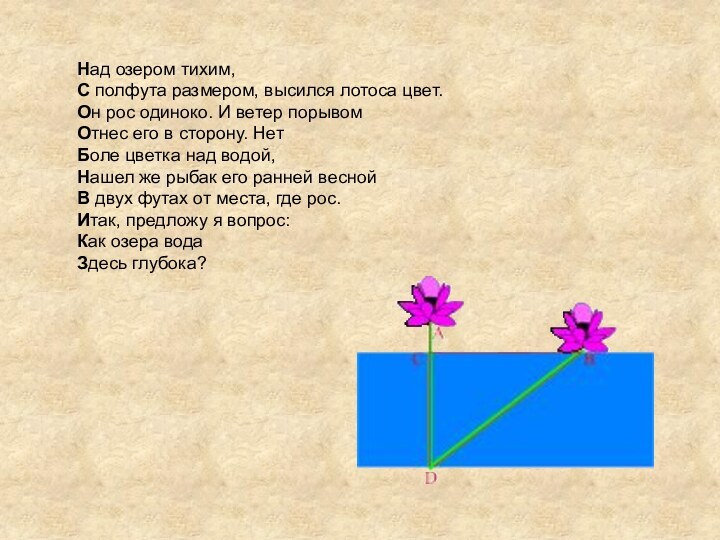       Над озером тихим,       С полфута размером, высился лотоса цвет.       Он рос