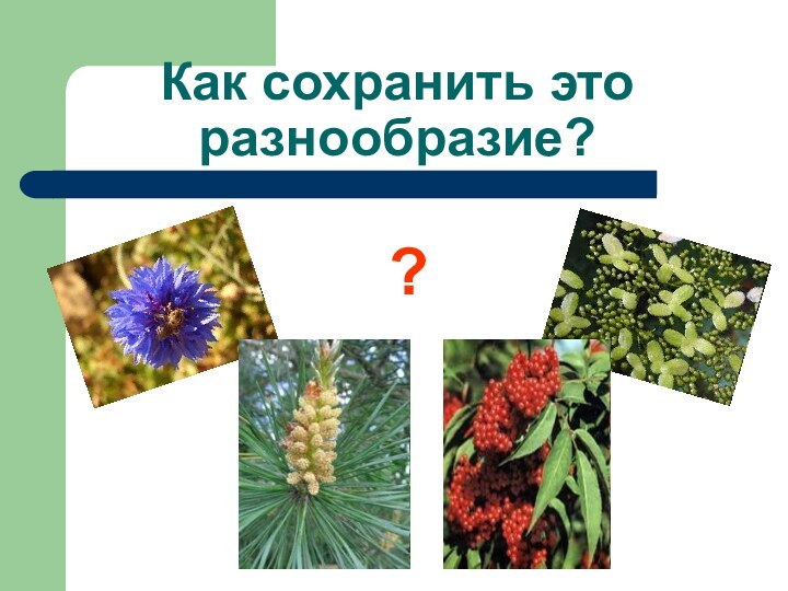 Как сохранить это разнообразие??