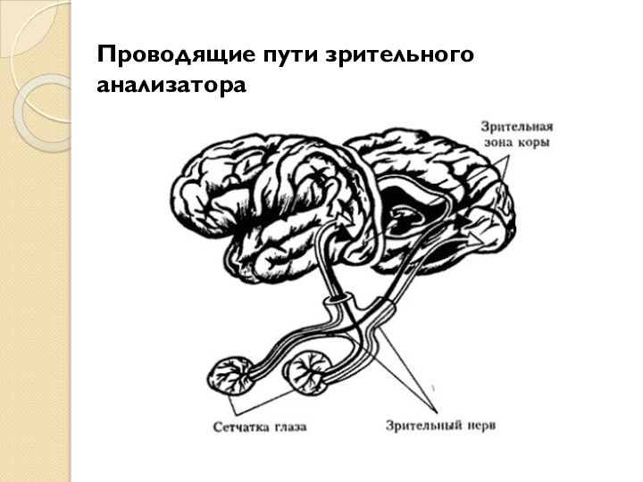 Проводящие пути зрительного анализатора