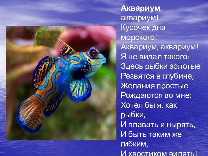 Аквариум, аквариум! Кусочек дна морского! Аквариум, аквариум! Я не видал такого: Здесь