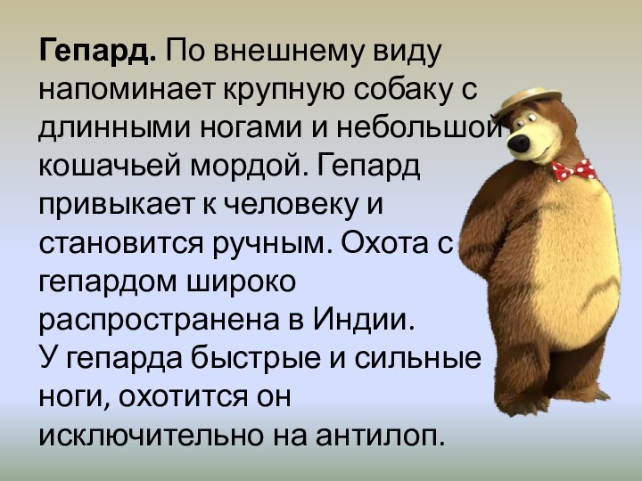 Гепард. По внешнему виду напоминает крупную собаку с длинными ногами и небольшой