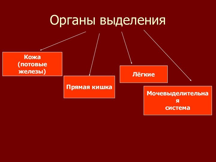 Органы выделенияКожа(потовые железы)Прямая кишкаЛёгкиеМочевыделительнаясистема