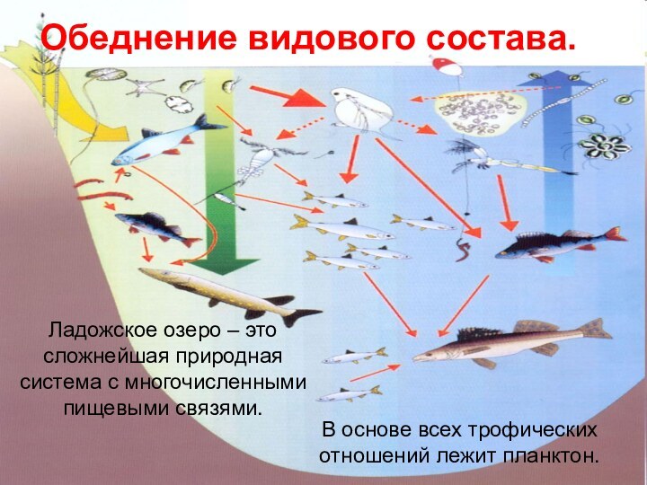 Обеднение видового состава. Ладожское озеро – это сложнейшая природная система с многочисленными