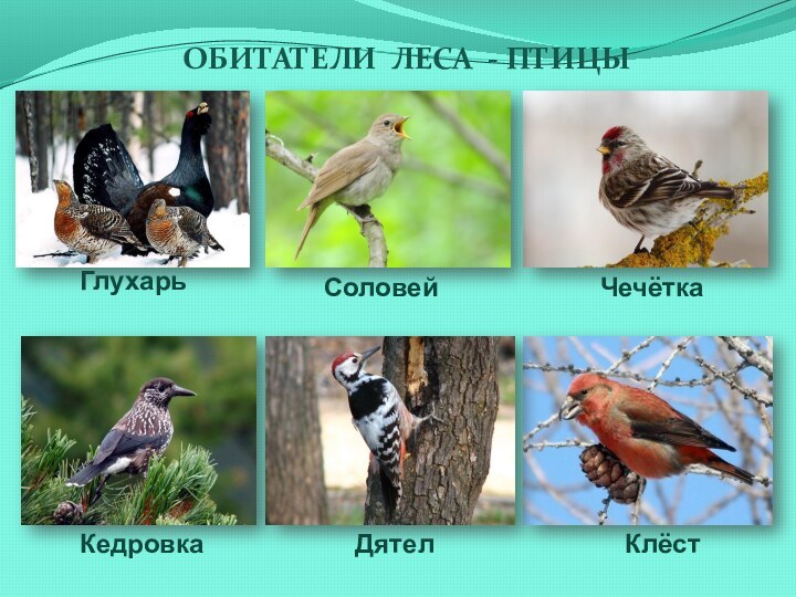 Обитатели леса - птицыКедровкаСоловейГлухарьКлёстДятелЧечётка