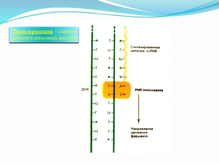 Транскрипция – синтез рибонуклеиновых кислот