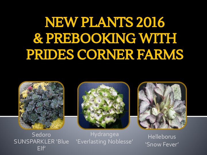 NEW PLANTS 2016  & PREBOOKING WITH PRIDES CORNER FARMSSedoro SUNSPARKLER ‘Blue Elf’Hydrangea‘Everlasting Noblesse’Helleborus‘Snow Fever’