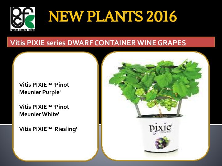 NEW PLANTS 2016  Vitis PIXIE series DWARF CONTAINER WINE GRAPES Vitis