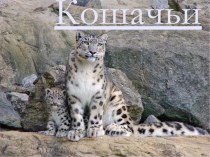 Кошачьи